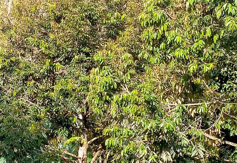 Raub Agricultural land for sale at pahang