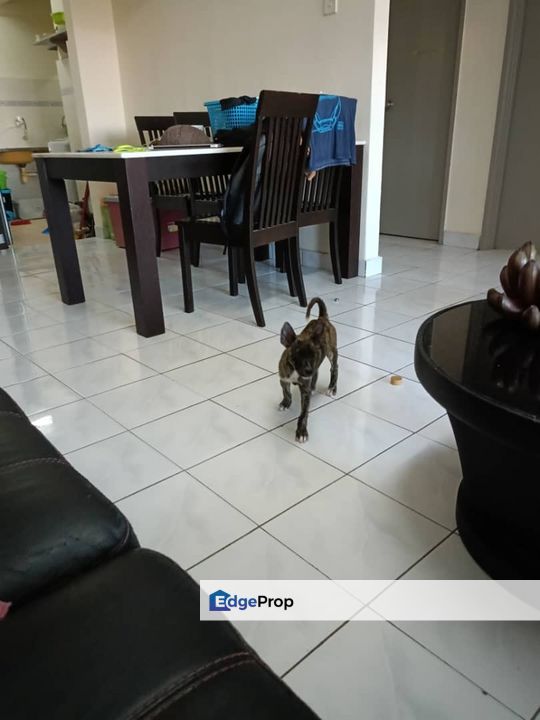 Anggerik Villa 2 Apartment for sale at Bandar Teknologi, Selangor, Semenyih