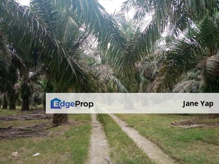 Oil Palm Plantation Sungkai Batang Padang Muallim Perak, Perak, Sungkai