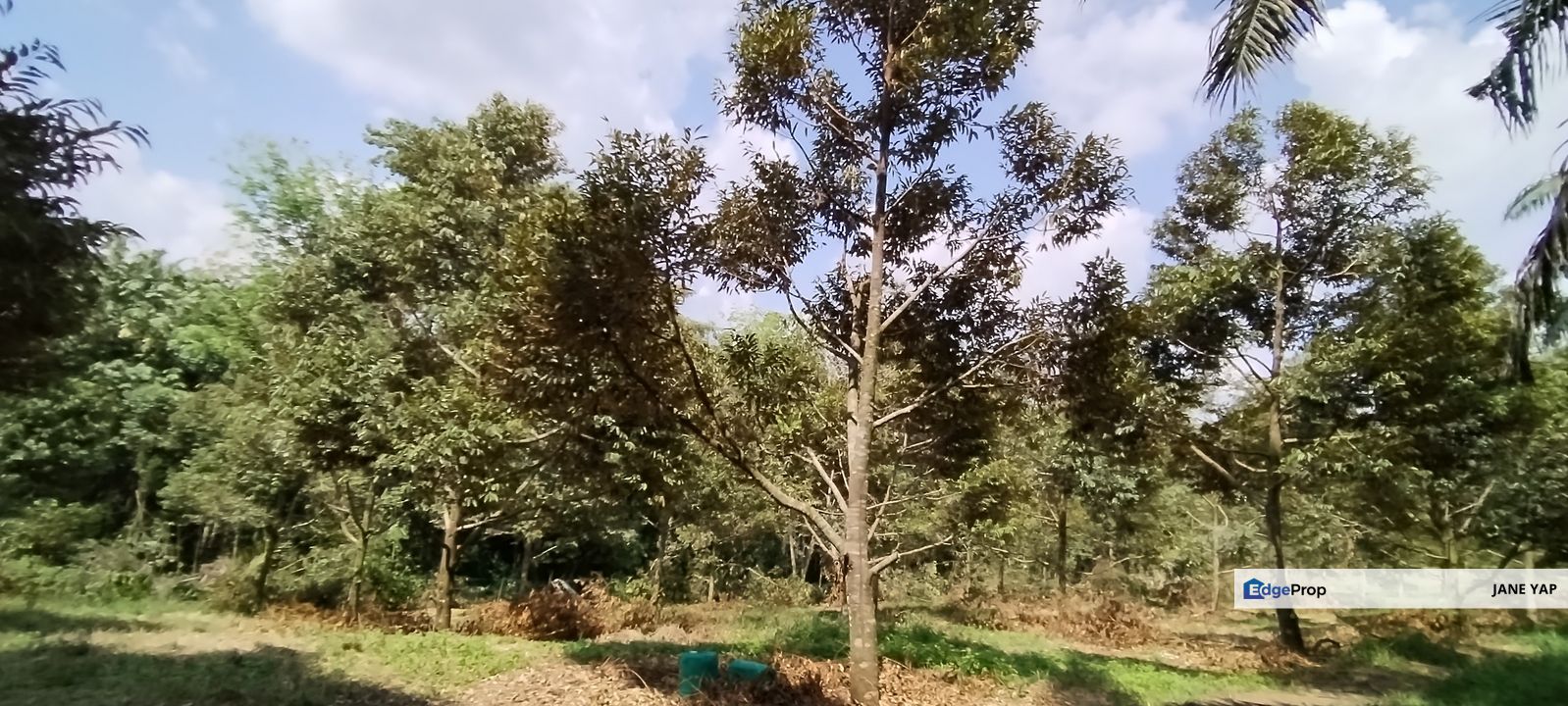  猫山王榴莲园 Musang King Durian Farm at Slim River Tg Malim Muallim, Perak, Tanjung Malim