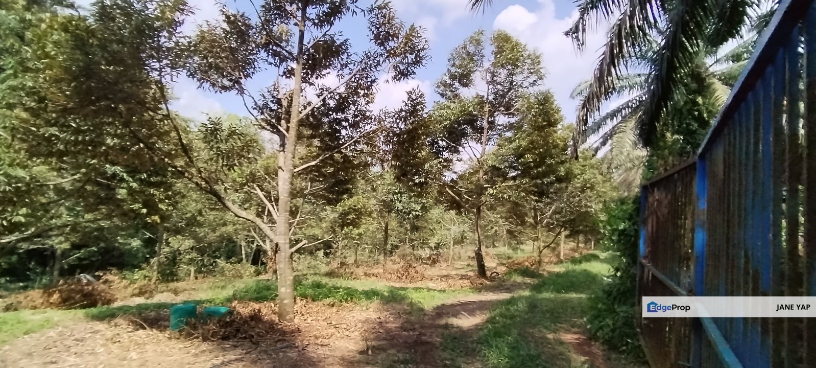  猫山王榴莲园 Musang King Durian Farm at Slim River Tg Malim Muallim, Perak, Tanjung Malim
