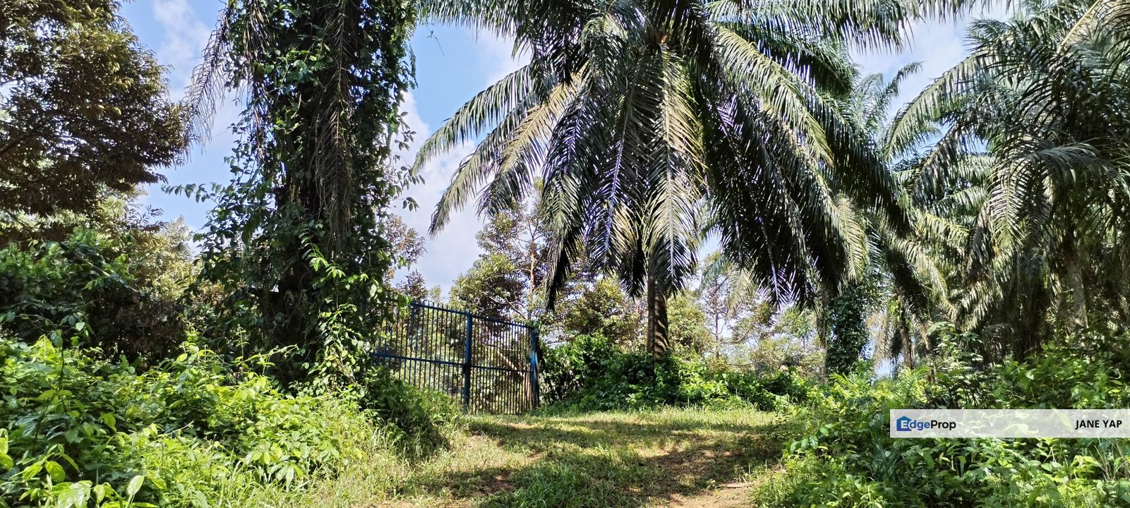  猫山王榴莲园 Musang King Durian Farm at Slim River Tg Malim Muallim, Perak, Tanjung Malim