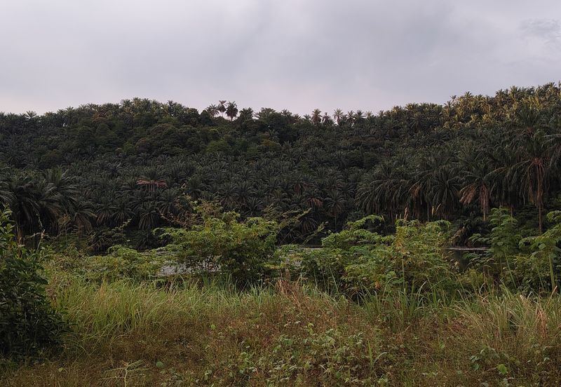 Flat Zone Residential Land For Sale Bandar Puncak Alam Shah Alam 