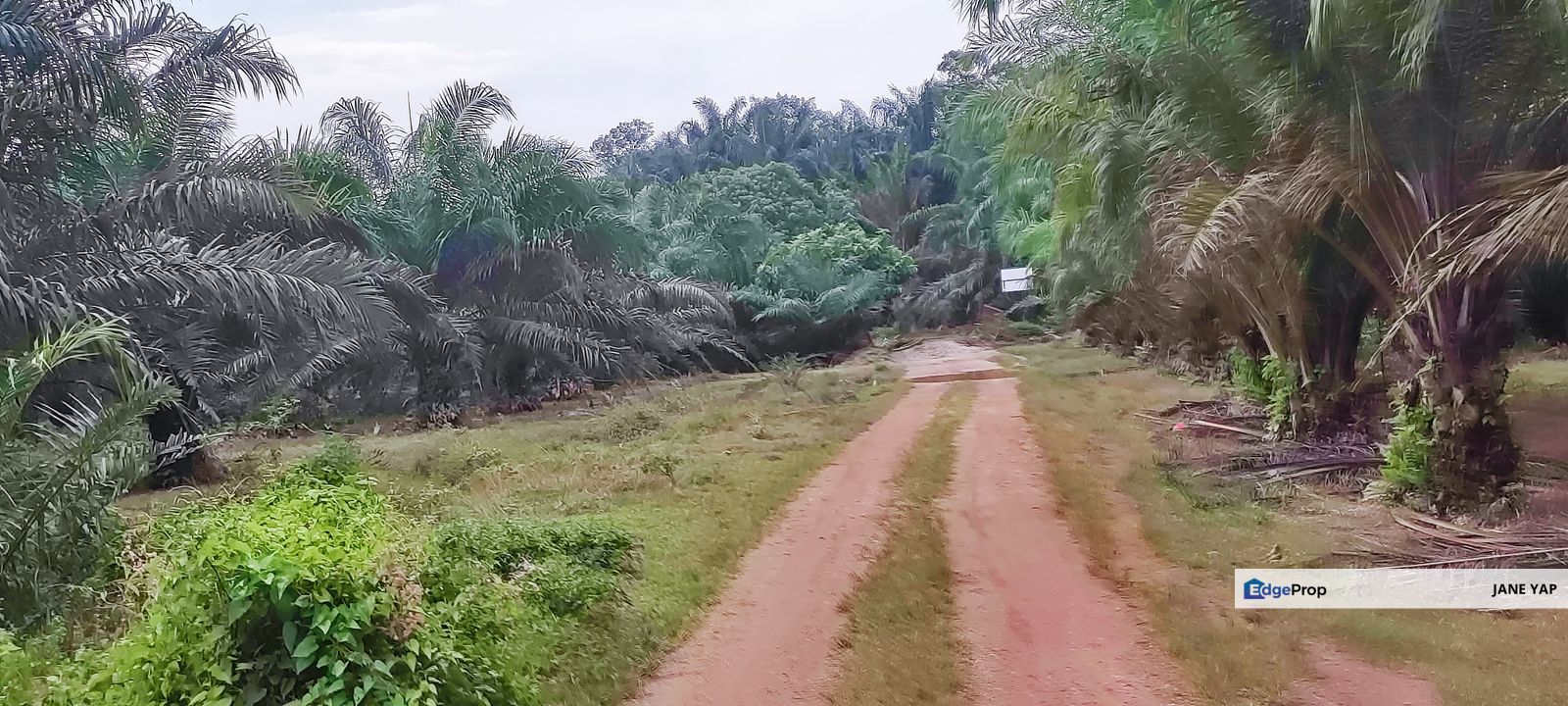 Oil Palm Plantation Sungkai Slim River Muallim Perak, Perak, Sungkai