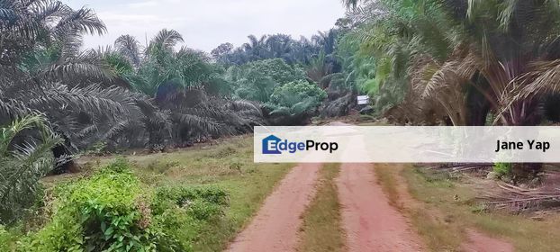 Oil Palm Plantation Sungkai Slim River Muallim Perak, Perak, Sungkai