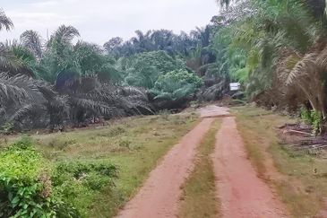 Oil Palm Plantation Sungkai Slim River Muallim Perak