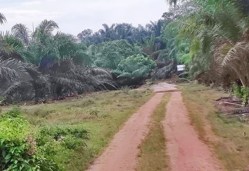 Oil Palm Plantation Sungkai Slim River Muallim Perak