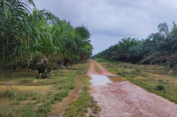 Oil Palm Plantation Sungkai Slim River Muallim Perak