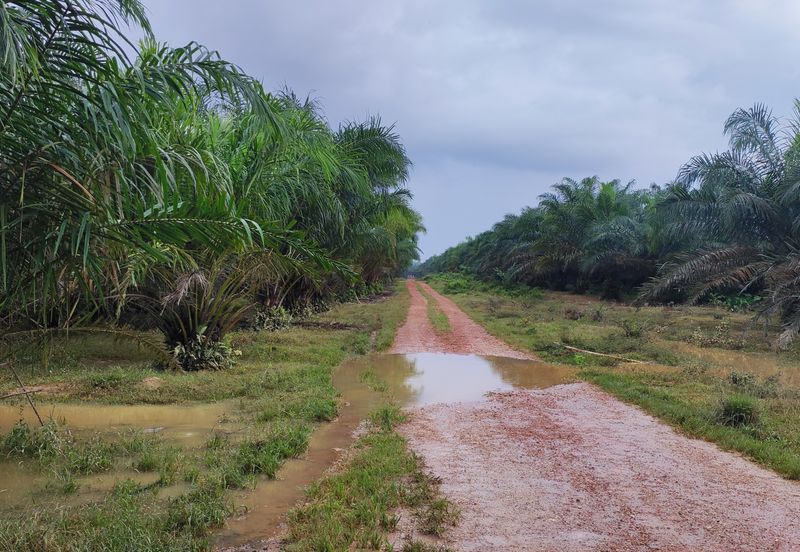 Oil Palm Plantation Sungkai Slim River Muallim Perak