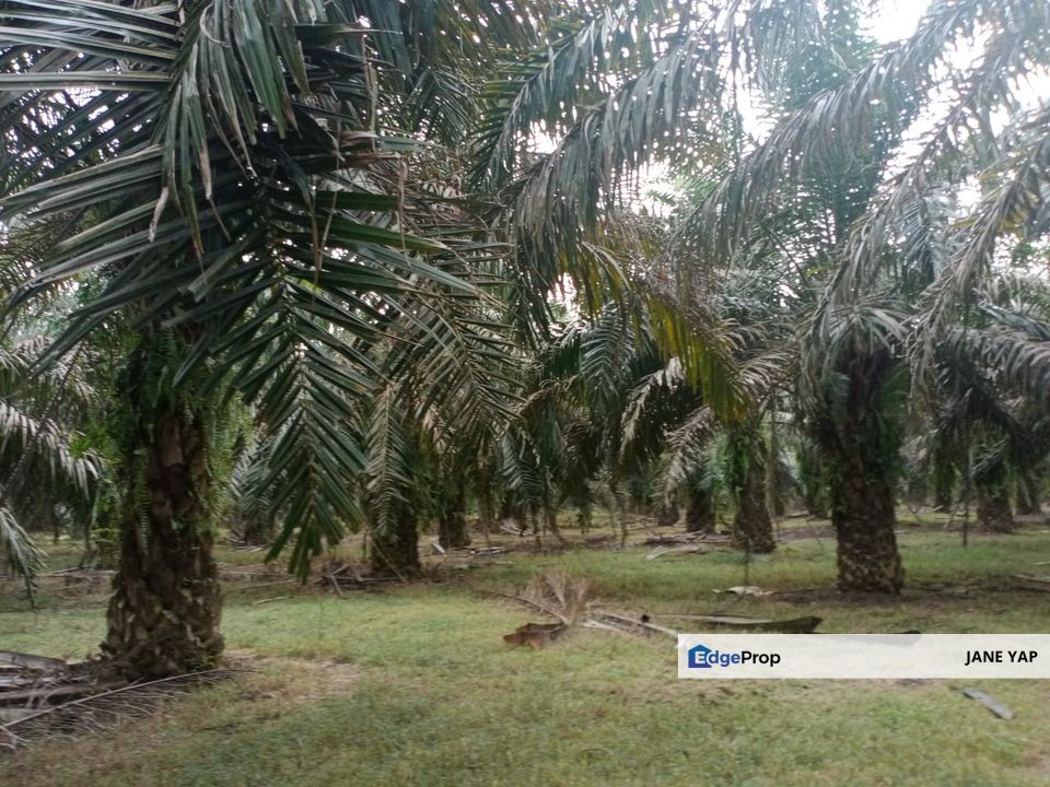 Oil Palm Plantation Sungkai Slim River Muallim Perak, Perak, Sungkai