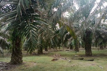 Oil Palm Plantation Sungkai Slim River Muallim Perak
