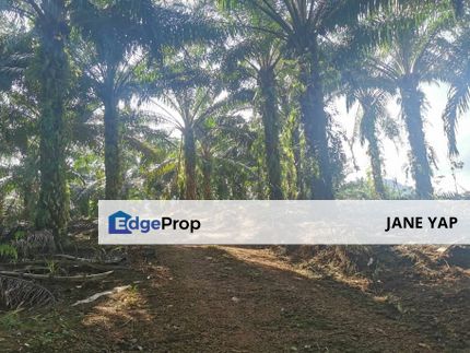  仕林河油棕园出售Freehold Oil Palm Land For Sale at Slim River Tanjung Malim Muallim, Perak, Hilir Perak
