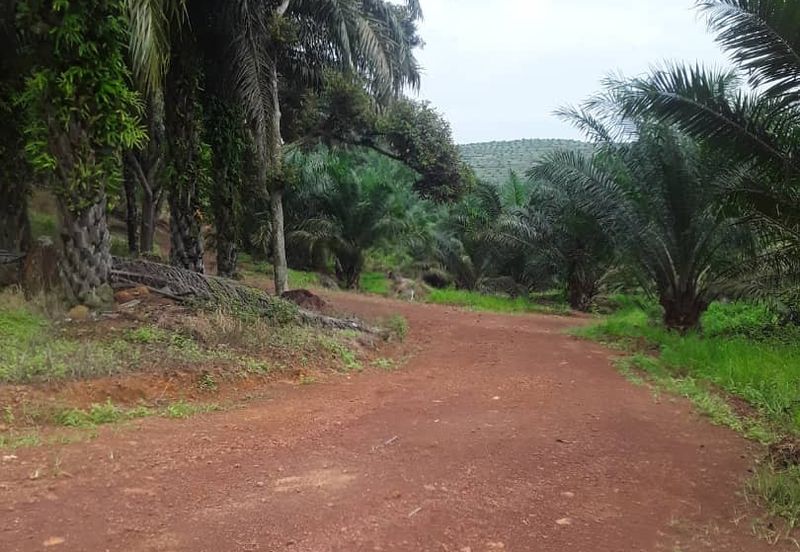 483 acred Oil Palm Plantation @ Segamat Johor along to Gemas