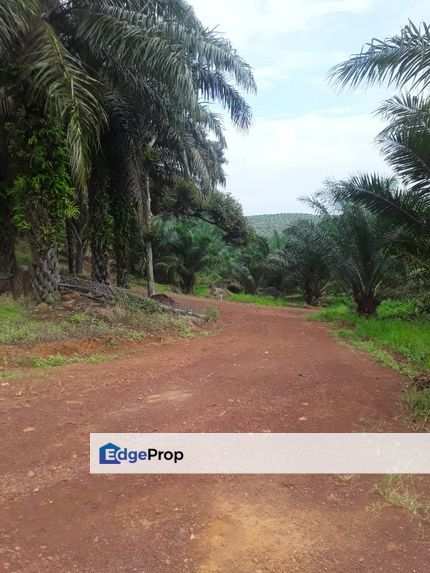 483 acred Oil Palm Plantation @ Segamat Johor along to Gemas, Johor, Segamat