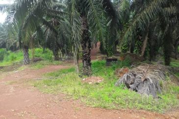 483 acred Oil Palm Plantation @ Segamat Johor along to Gemas