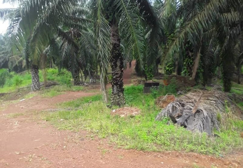483 acred Oil Palm Plantation @ Segamat Johor along to Gemas