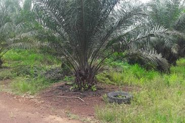 483 acred Oil Palm Plantation @ Segamat Johor along to Gemas