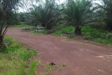 483 acred Oil Palm Plantation @ Segamat Johor along to Gemas