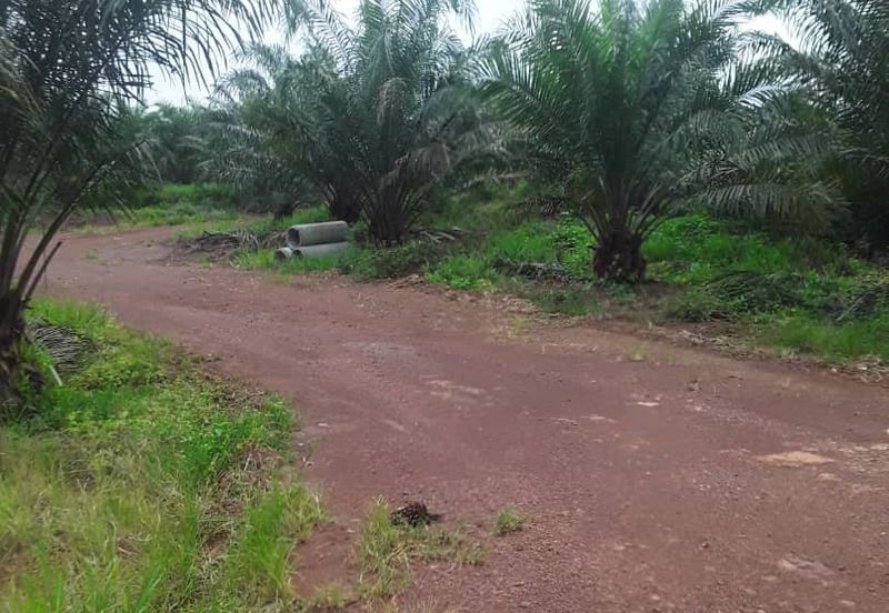483 acred Oil Palm Plantation @ Segamat Johor along to Gemas