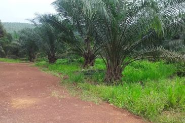 483 acred Oil Palm Plantation @ Segamat Johor along to Gemas