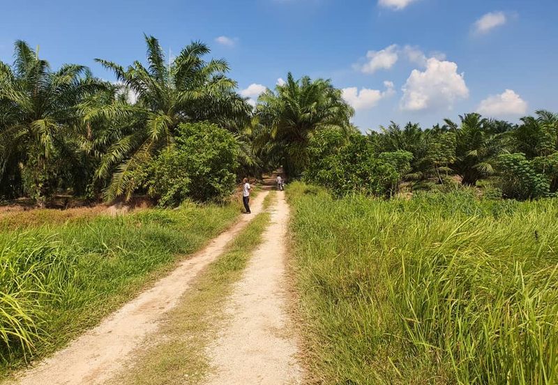 5 acres oil palm land for sale @ Kuala Selangor 