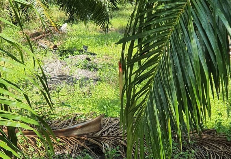 5 acres oil palm land for sale @ Kuala Selangor 