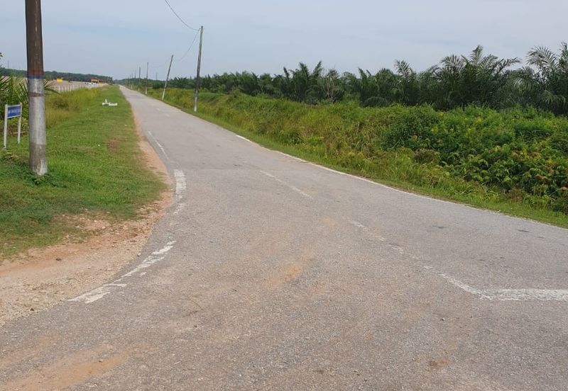 Ijok, Api-Api kuala Selangor oil palm plantation for dale