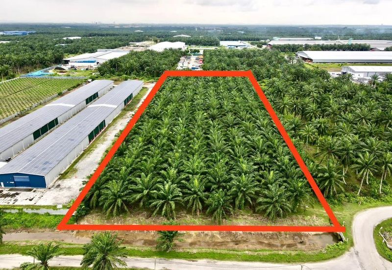 Ijok, Api-Api kuala Selangor oil palm plantation for dale