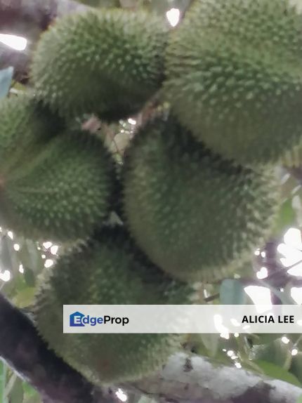 Durian farm 7 acres freehold @Kuala Lipis for sale, Pahang, 