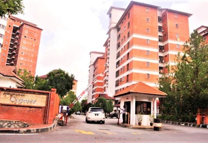 Evergreen Park Cypress