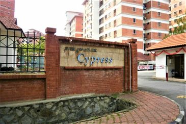 Evergreen Park Cypress