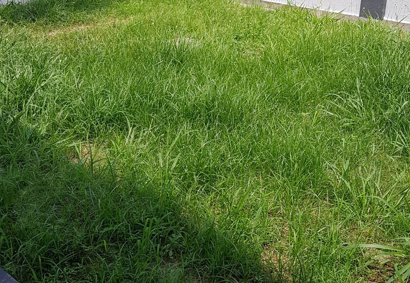 Single Storey Semi-D