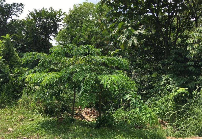 Bukit Gasing, Seksyen 5