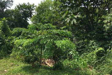 Bukit Gasing, Seksyen 5