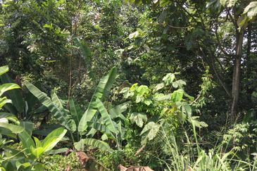 Bukit Gasing, Seksyen 5