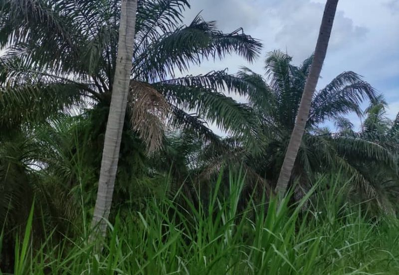 Sabak Bernam, Selangor