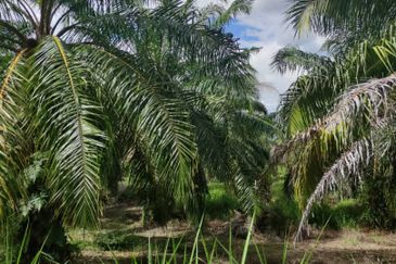Sabak Bernam, Selangor