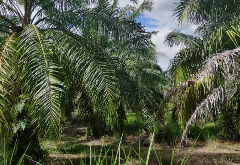 Sabak Bernam, Selangor