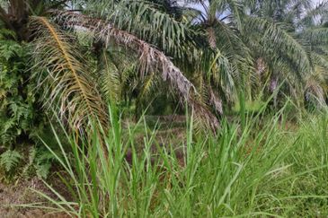 Sabak Bernam, Selangor