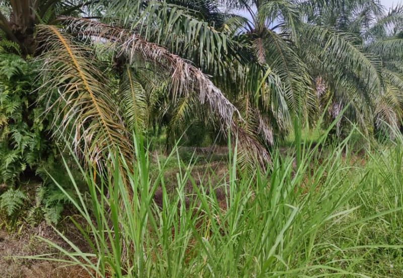 Sabak Bernam, Selangor