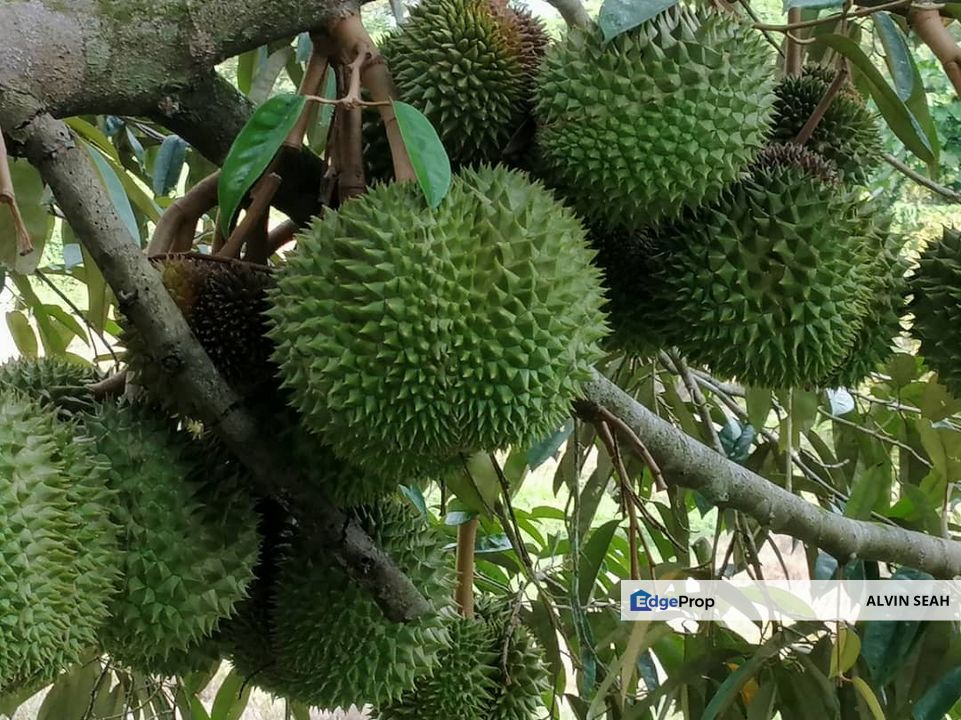 Durian Farm, Kuala Lipis, Pahang, Pahang, Kuala Lipis