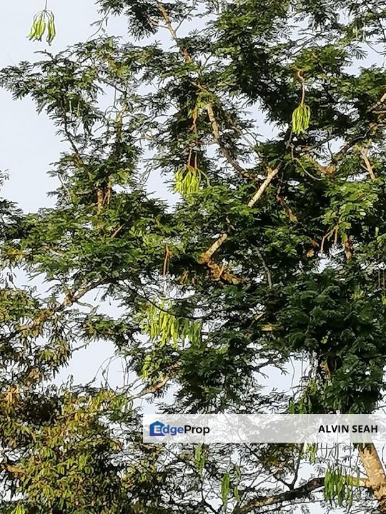 Durian Farm, Kuala Lipis, Pahang, Pahang, Kuala Lipis