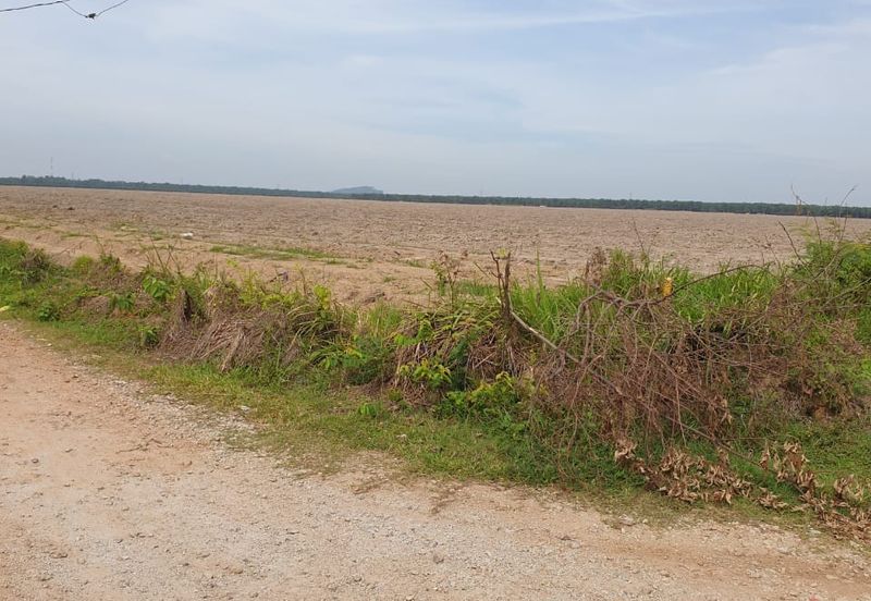 Bukit Rotan, Kuala Selangor, Ijok