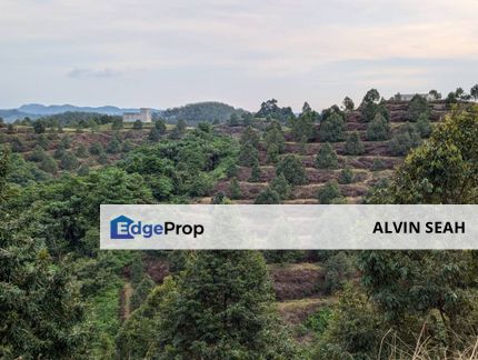 Durian Plantation @ Padang Tengku, Pahang, Pahang, Padang Tengku