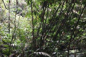 Genting Highland, Awana Genting, Pahang