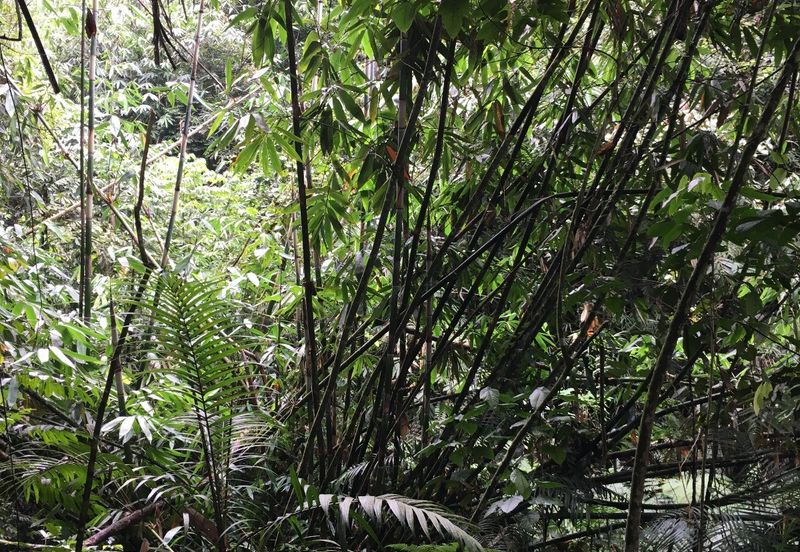 Genting Highland, Awana Genting, Pahang