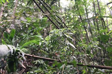 Genting Highland, Awana Genting, Pahang