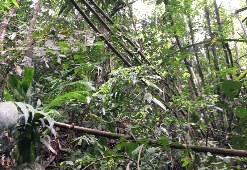 Genting Highland, Awana Genting, Pahang