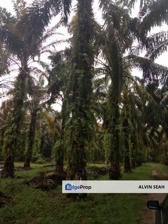 Bestari Jaya, Batang Berjuntai, Selangor, Selangor, Kuala Selangor
