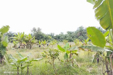 Mukim Sri Gading Agriculture Land